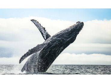 Sydney Charter Fishing