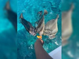 A hand reaches out to feed stingrays in crystal-clear waters, showcasing an exciting wildlife interaction that highlights the beauty of marine life.