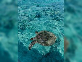 A beautiful sea turtle glides gracefully through crystal-clear waters, showcasing the vibrant marine life of the ocean.