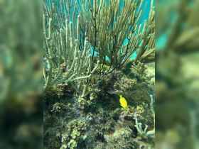 A vibrant yellow fish swims among colorful coral formations in a stunning underwater scene, showcasing the beauty of marine life.