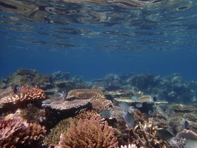 A vibrant underwater scene showcasing colorful coral reefs and various fish species, perfect for marine life enthusiasts and snorkeling adventures.