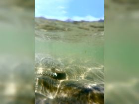 An underwater close-up of a fish gliding over the sandy bottom, showcasing the vibrant marine life in clear waters.