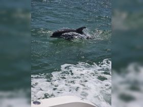 A playful dolphin swims through the waves, showcasing the beauty of marine wildlife — a captivating moment for ocean enthusiasts.