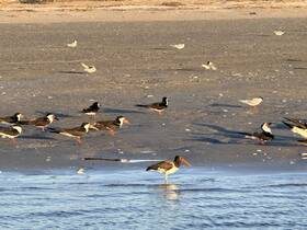 A variety of shorebirds gather along the shoreline, showcasing the beauty of coastal wildlife in their natural habitat.