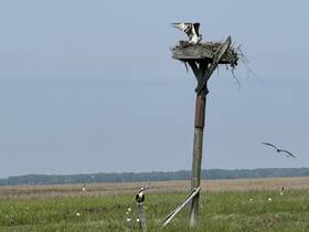 An osprey perched on its nest, showcasing the beauty of wildlife in a serene natural setting. This image captures the essence of birdwatching and the importance of preserving natural habitats.