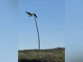 An osprey interacts with another bird atop a tall stick, showcasing a moment of wildlife behavior against a clear blue sky.