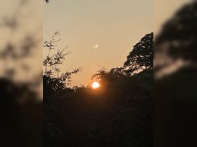 A hazy sunset view obscured by foliage, creating an unclear image of the sun and moon.