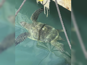 A close-up view of a turtle swimming gracefully in clear waters, showcasing the beauty of marine wildlife.