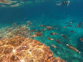A vibrant underwater scene showcasing a school of fish swimming near a rocky seabed, with a swimmer visible above — perfect for marine life enthusiasts and snorkeling adventures.
