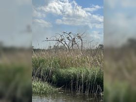 A serene scene of birds perched on branches in a wetland area, showcasing the beauty of nature and wildlife in their natural habitat.