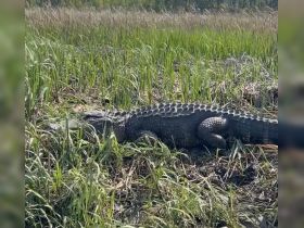 A close-up view of a crocodile resting in tall grass, showcasing the beauty of wildlife in its natural habitat.