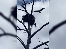 A bird flies near its nest perched high in a tree, showcasing the beauty of wildlife in its natural habitat.