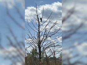 A solitary bird perched on a bare tree against a backdrop of blue skies and clouds, showcasing the beauty of nature.