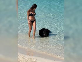 A woman interacts with a swimming pig in shallow waters, showcasing a unique wildlife experience in a tropical paradise.