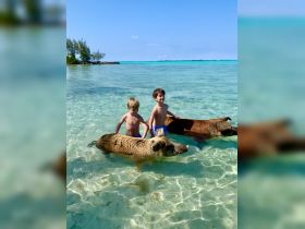 Two children interact with swimming pigs in the crystal-clear waters of the Bahamas — a unique wildlife experience perfect for family adventures.