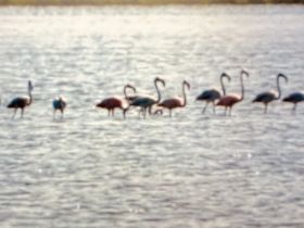 A blurry image of flamingos in shallow water, making it difficult to discern details.