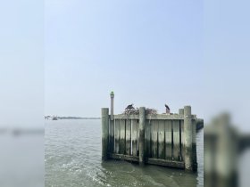 A serene view of birds perched on a wooden dock, showcasing the beauty of wildlife in a coastal setting.