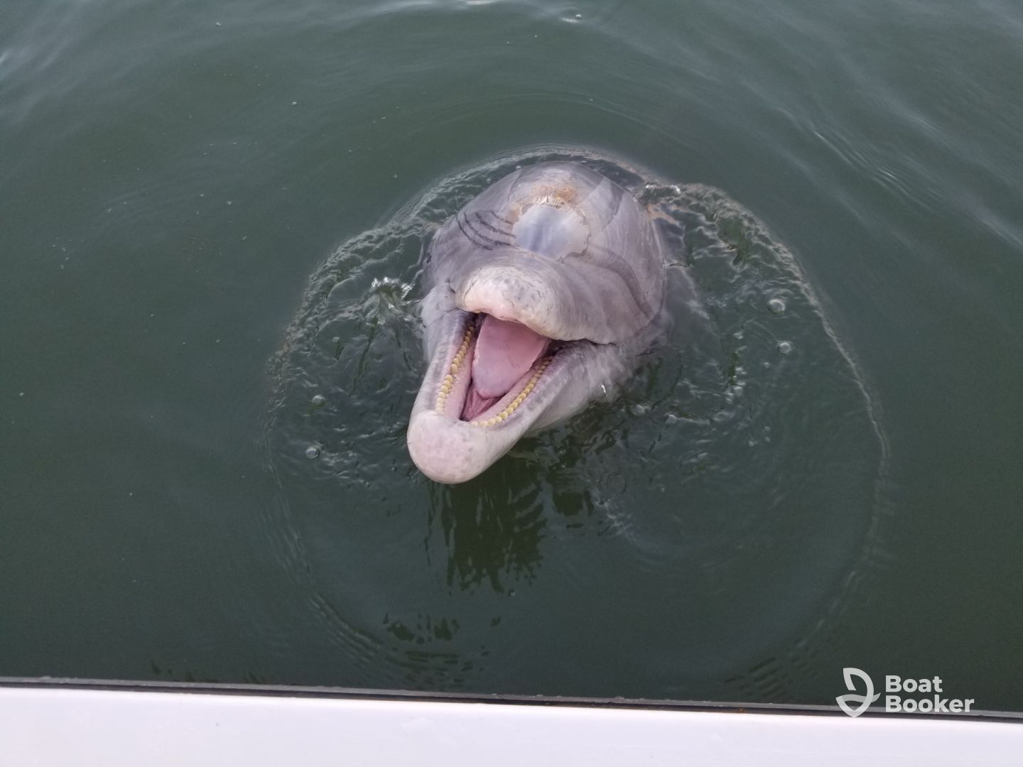 Cocoa Beach Manatee And Dolphin Tours
