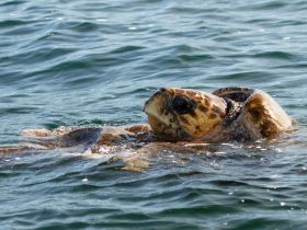 A close-up of a turtle swimming gracefully in clear waters, showcasing the beauty of marine wildlife.