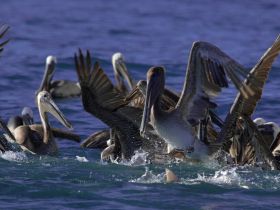 A dynamic scene of pelicans feeding in the water, showcasing the beauty of wildlife interactions in their natural habitat.