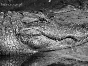 A close-up shot of a crocodile resting by the water's edge, showcasing its textured skin and powerful jaws — a striking representation of wildlife in its natural habitat.