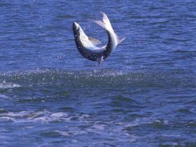 A stunning capture of a fish leaping out of the water, showcasing the beauty of marine wildlife in action.
