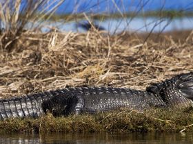 A close-up view of an alligator resting on the bank, showcasing its textured skin and natural habitat — a fascinating glimpse into wildlife.