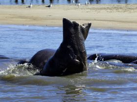 A close-up view of seals swimming in the water, showcasing their playful nature in a natural habitat.
