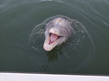 Cocoa Beach Manatee And Dolphin Tours