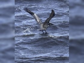 A majestic pelican takes flight over the water, showcasing its impressive wingspan while hunting for fish — a stunning moment in nature.