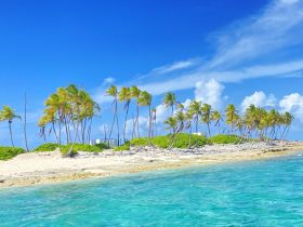 A picturesque view of a tropical island with swaying palm trees and crystal-clear waters, perfect for beach lovers and nature enthusiasts.