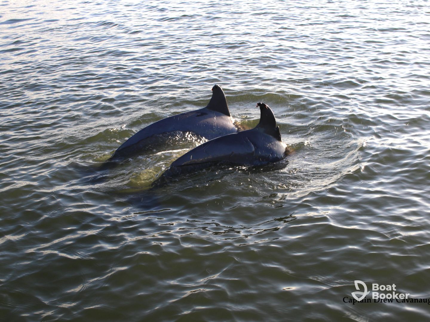 New Smyrna Beach Manatee, Bird, Dolphin Tours