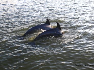 New Smyrna Beach Manatee, Bird, Dolphin Tours