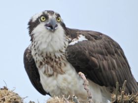 A close-up shot of an osprey, showcasing its striking features and keen gaze — a magnificent example of wildlife photography.