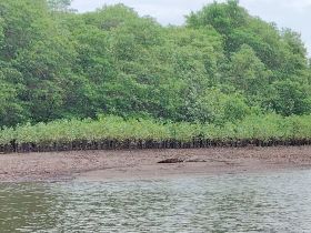 A view of mangroves along the shoreline, with unclear visibility and no identifiable subjects.