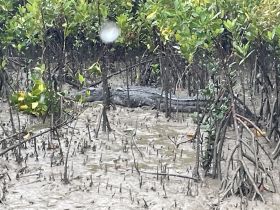 A crocodile rests among the mangroves, showcasing the unique wildlife habitat found in coastal ecosystems.