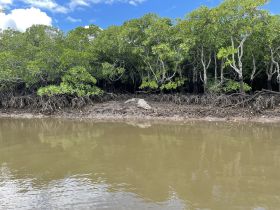 A crocodile rests on the bank of a mangrove, showcasing the unique wildlife habitat in this serene environment.