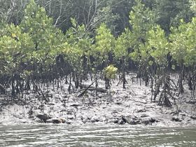 A view of mangroves along the water's edge, showcasing the natural habitat but lacking clarity and focus.