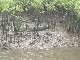 A crocodile rests among the mangroves, showcasing the unique wildlife found in coastal ecosystems. Perfect for nature enthusiasts and wildlife watchers.
