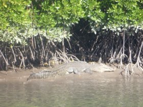 A crocodile rests on the bank of a mangrove, showcasing the natural wildlife of the area — a perfect sight for nature enthusiasts and eco-tourists.