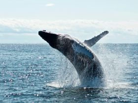 A majestic whale breaches the surface of the ocean, showcasing its powerful presence in the wild — a breathtaking moment for wildlife enthusiasts.