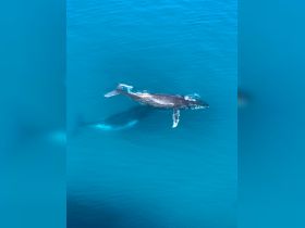 A stunning aerial view of a whale swimming gracefully in crystal-clear waters, showcasing the beauty of marine wildlife in its natural habitat.