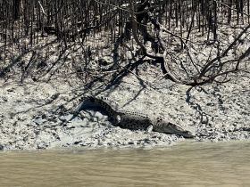 A crocodile rests on the muddy bank of a mangrove, showcasing the unique wildlife found in coastal ecosystems.