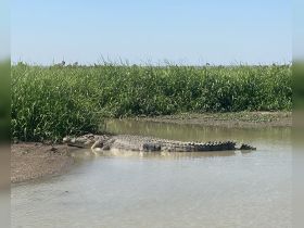 A crocodile rests near the water's edge, surrounded by lush greenery — a striking example of wildlife in its natural habitat.