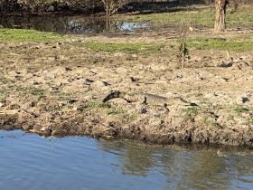 A crocodile basks on the riverbank, showcasing the beauty of wildlife in its natural habitat — a perfect moment for nature enthusiasts.