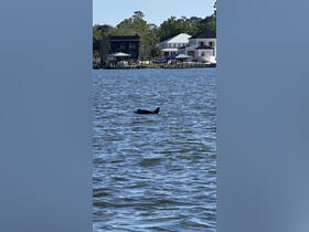 A dolphin swims gracefully in the water, showcasing the beauty of marine wildlife in a serene setting.
