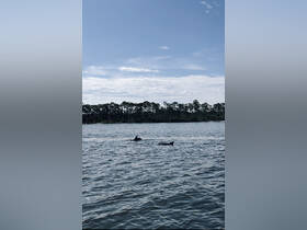 Two dolphins swim gracefully in calm waters, showcasing the beauty of marine wildlife in their natural habitat.