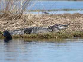A close-up view of an alligator basking on the shore, showcasing its impressive features and natural habitat — a striking example of wildlife in its environment.