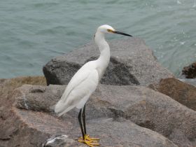 A striking white egret stands gracefully on the rocks by the water, showcasing its elegant features and vibrant yellow feet — a beautiful sight for birdwatchers and nature enthusiasts.