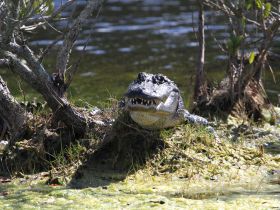 A close-up of an alligator resting on the bank, showcasing its powerful features and natural habitat — a striking representation of wildlife in its environment.